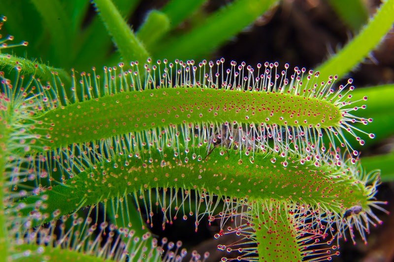 Tudo Sobre Flores Carnívoras 2 frsundew carnivore green sticky image kycfci67