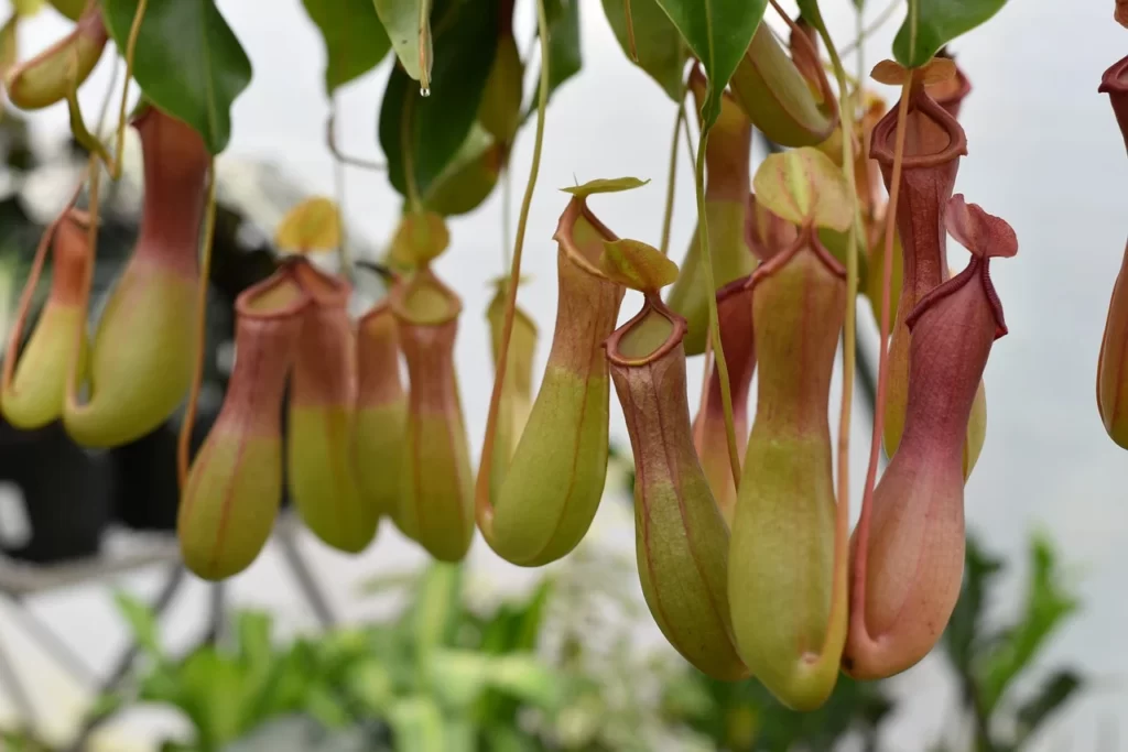 Tudo Sobre Flores Carnívoras 1 pitcher plant 4805856 1280