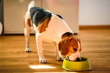 As 11 Principais Frutas e Legumes Para Cães 43 cachorro comendo racao