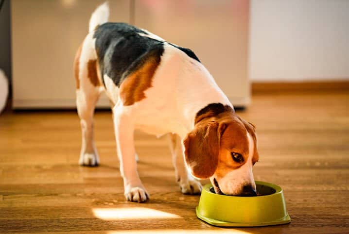 As 11 Principais Frutas e Legumes Para Cães 1 frutas e legumes para cães