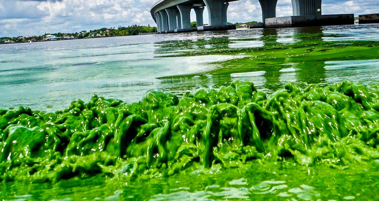 Hidrovias da Flórida sob ameaça de algas tóxicas 2 1671860440 726 Hidrovias da Florida sob ameaca de algas