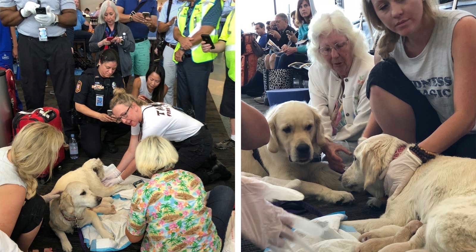 Cadela dá à luz oito filhotes no aeroporto de Tampa 2 1671866423 225 Cadela da a luz oito filhotes no aeroporto de Tampa