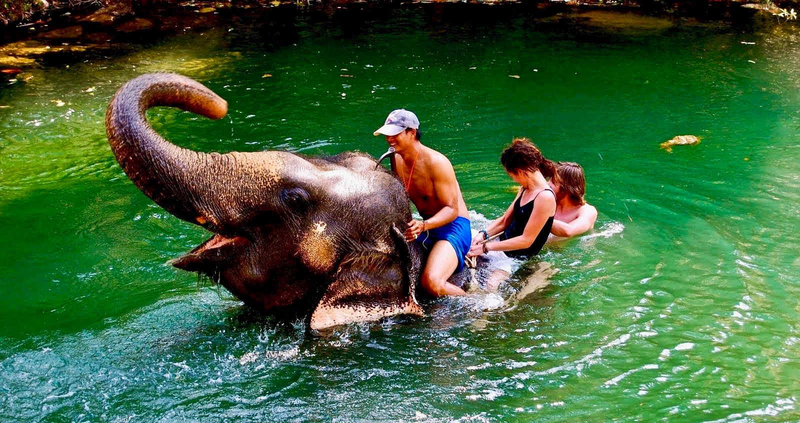 1671873947 796 Nova Zelandia desencoraja passeios de elefante na Tailandia apos alegacoes