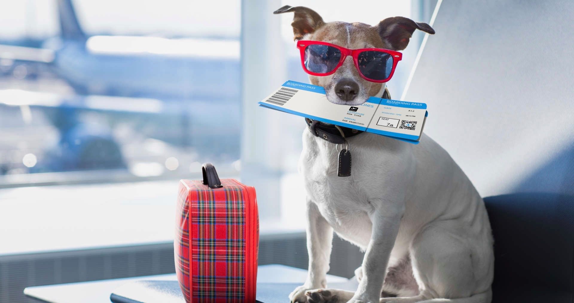 Cabras oficialmente banidas da American Airlines entre outros animais de serviço 3 1671987202 953 Cabras oficialmente banidas da American Airlines entre outros animais de