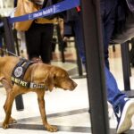 A TSA substituirá seus cães de orelhas pontudas para evitar assustar as crianças