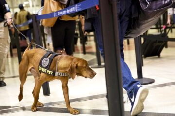 A TSA substituirá seus cães de orelhas pontudas para evitar assustar as crianças