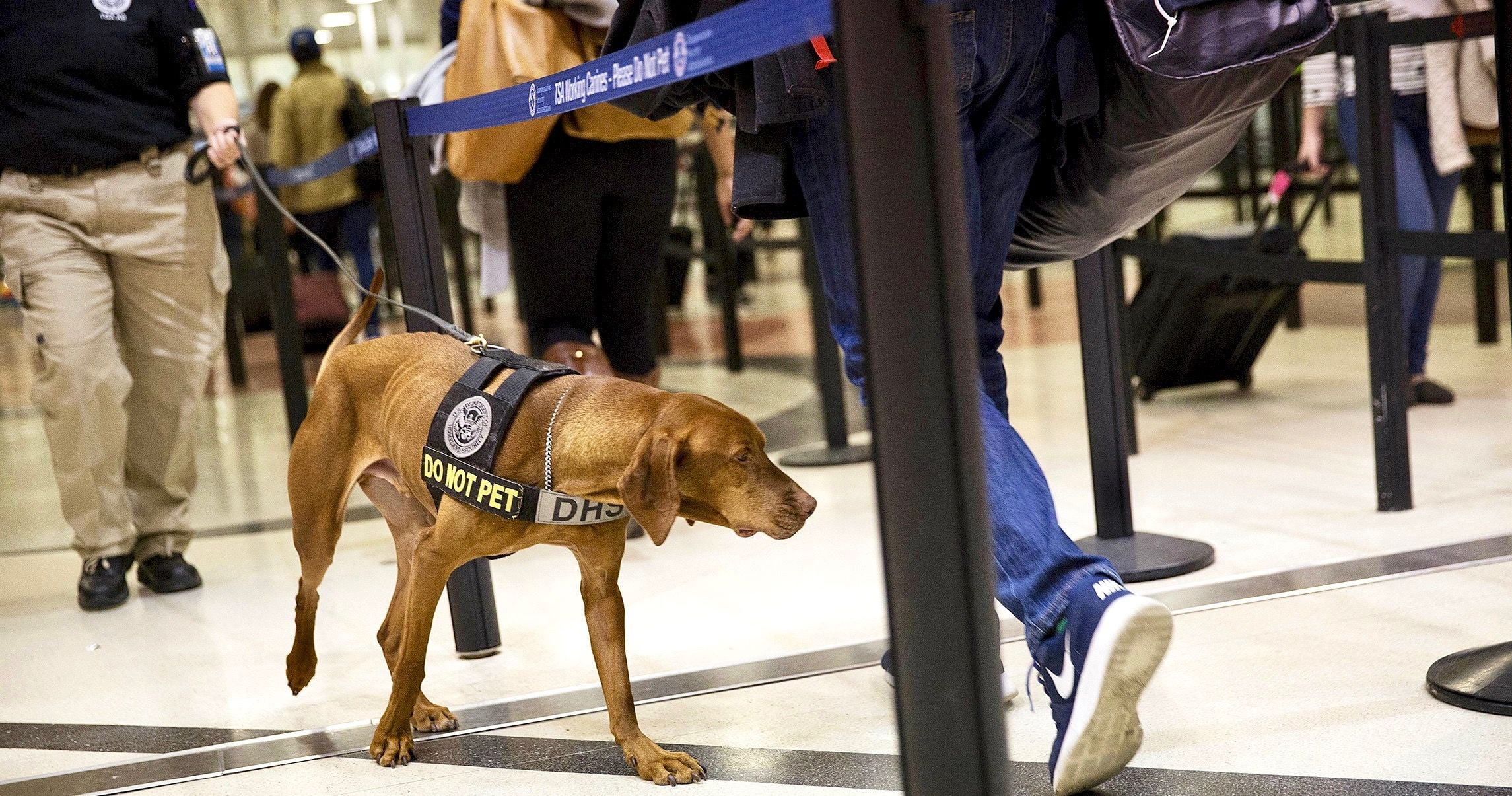A TSA substituirá seus cães de orelhas pontudas para evitar assustar as crianças 1 A TSA substituira seus caes de orelhas pontudas para evitar