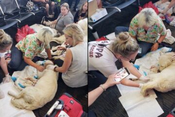 Cadela dá à luz oito filhotes no aeroporto de Tampa