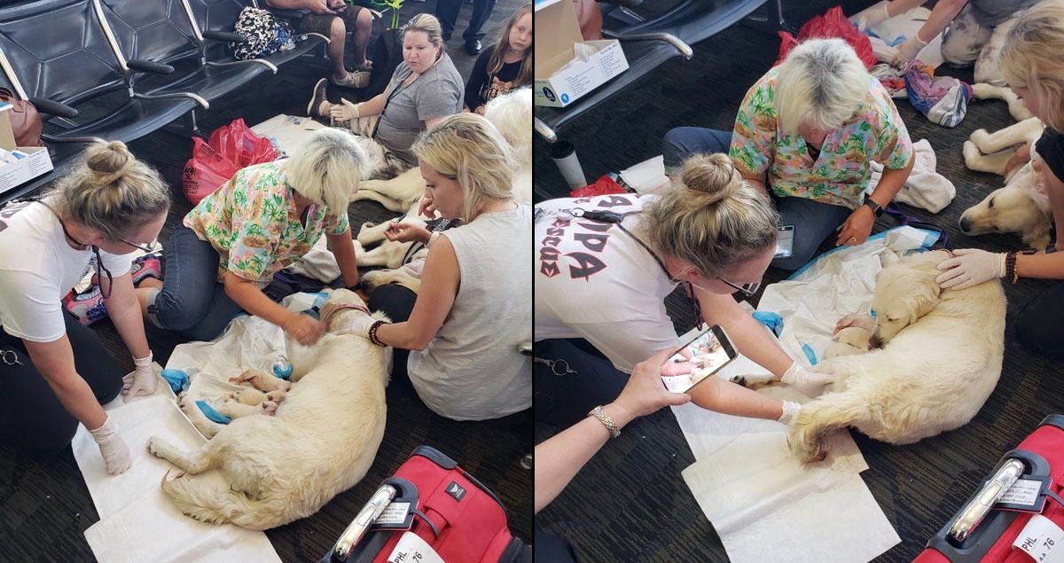 Cadela dá à luz oito filhotes no aeroporto de Tampa 1 Cadela da a luz oito filhotes no aeroporto de Tampa