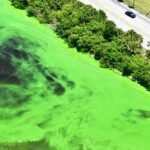 Hidrovias da Flórida sob ameaça de algas tóxicas