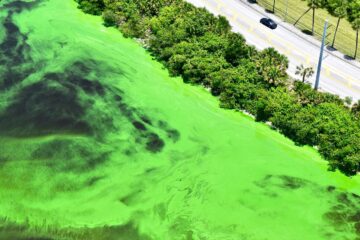 Hidrovias da Flórida sob ameaça de algas tóxicas