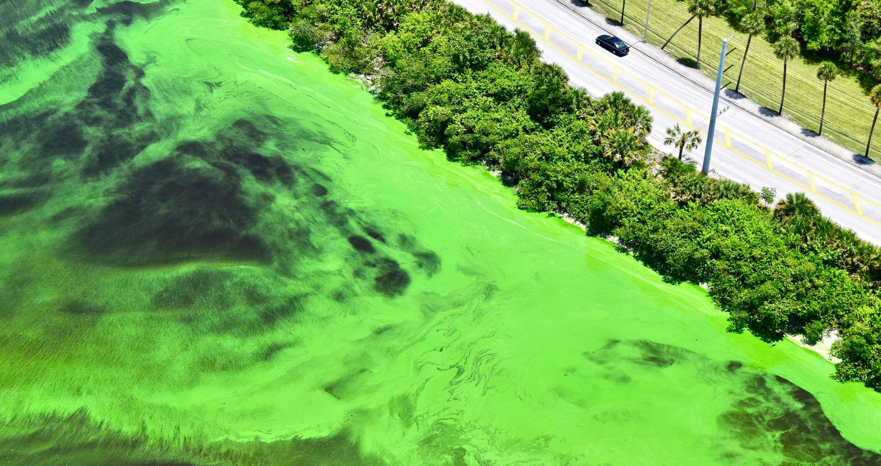 Hidrovias da Flórida sob ameaça de algas tóxicas 1 Hidrovias da Florida sob ameaca de algas