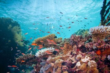 Nação insular de Palau proíbe protetores solares para proteger os recifes de coral