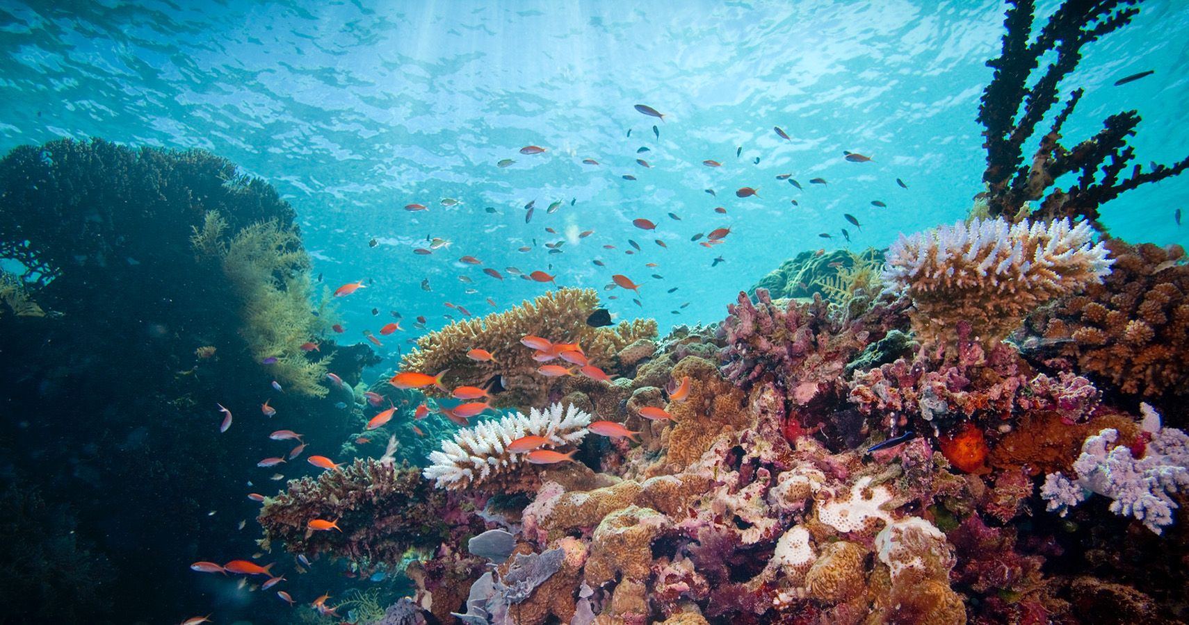 Nação insular de Palau proíbe protetores solares para proteger os recifes de coral 1 Nacao insular de Palau proibe protetores solares para proteger os