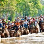 Nova Zelândia desencoraja passeios de elefante na Tailândia após alegações de abuso de animais
