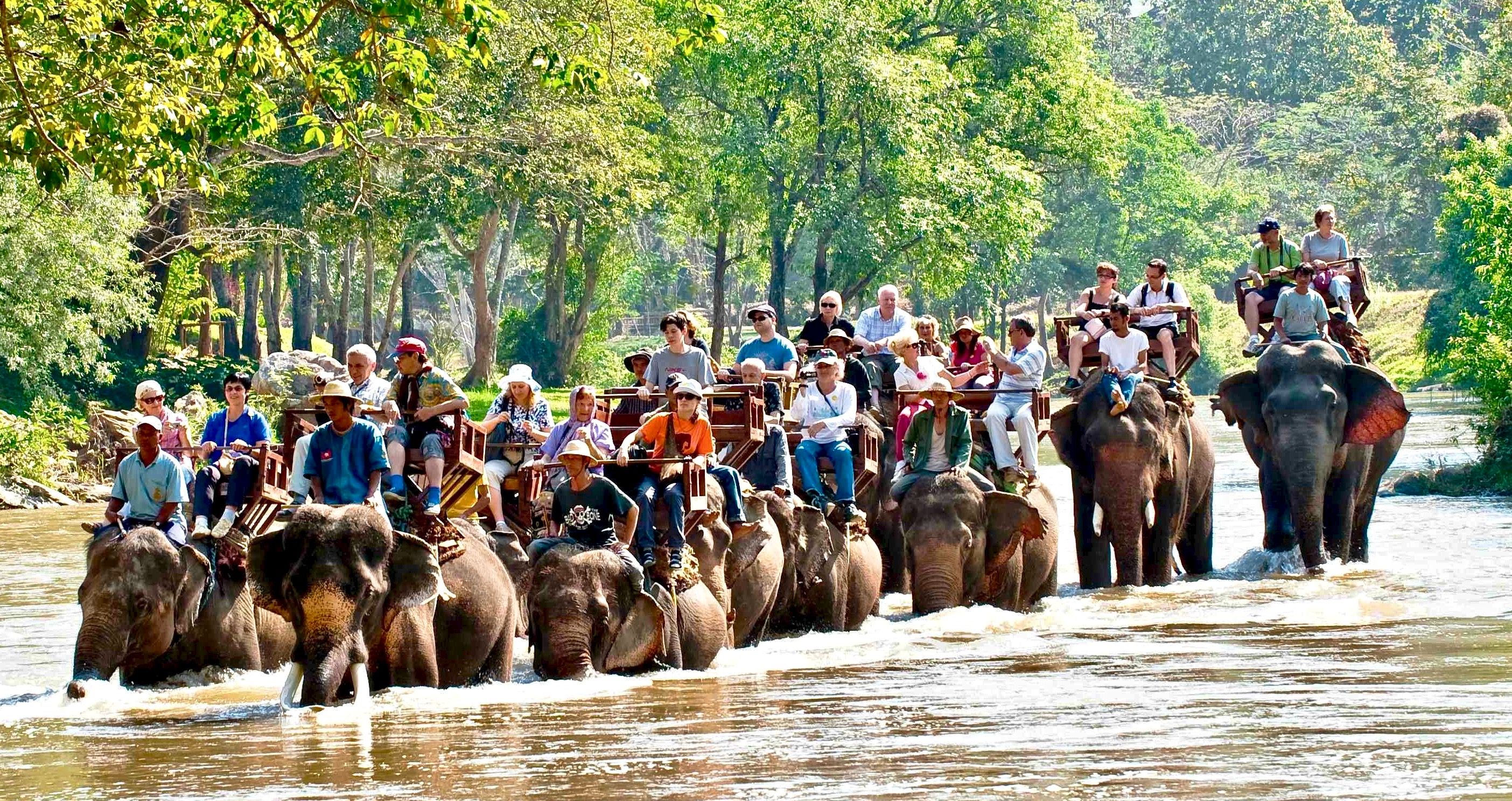Nova Zelandia desencoraja passeios de elefante na Tailandia apos alegacoes