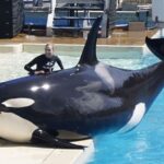 SeaWorld faz acordo após enganar investidores sobre o impacto do documentário Blackfish