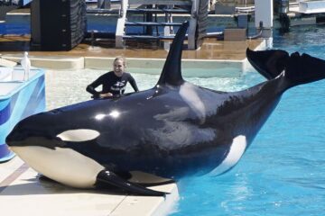 SeaWorld faz acordo após enganar investidores sobre o impacto do documentário Blackfish