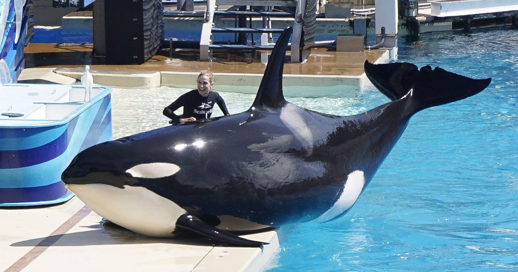 SeaWorld faz acordo após enganar investidores sobre o impacto do documentário Blackfish 1 SeaWorld faz acordo apos enganar investidores sobre o impacto do