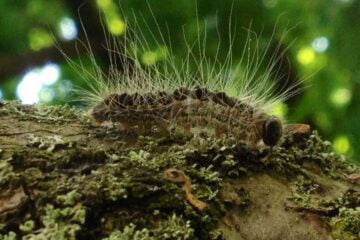 Alerta de saúde para o Reino Unido: surto de lagartas tóxicas em Londres