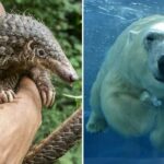 a pangolin rescue has a home in the zoo, the lincoln zoo takes in a polar bear