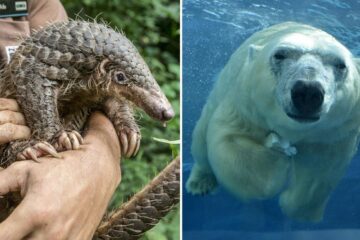 a pangolin rescue has a home in the zoo, the lincoln zoo takes in a polar bear