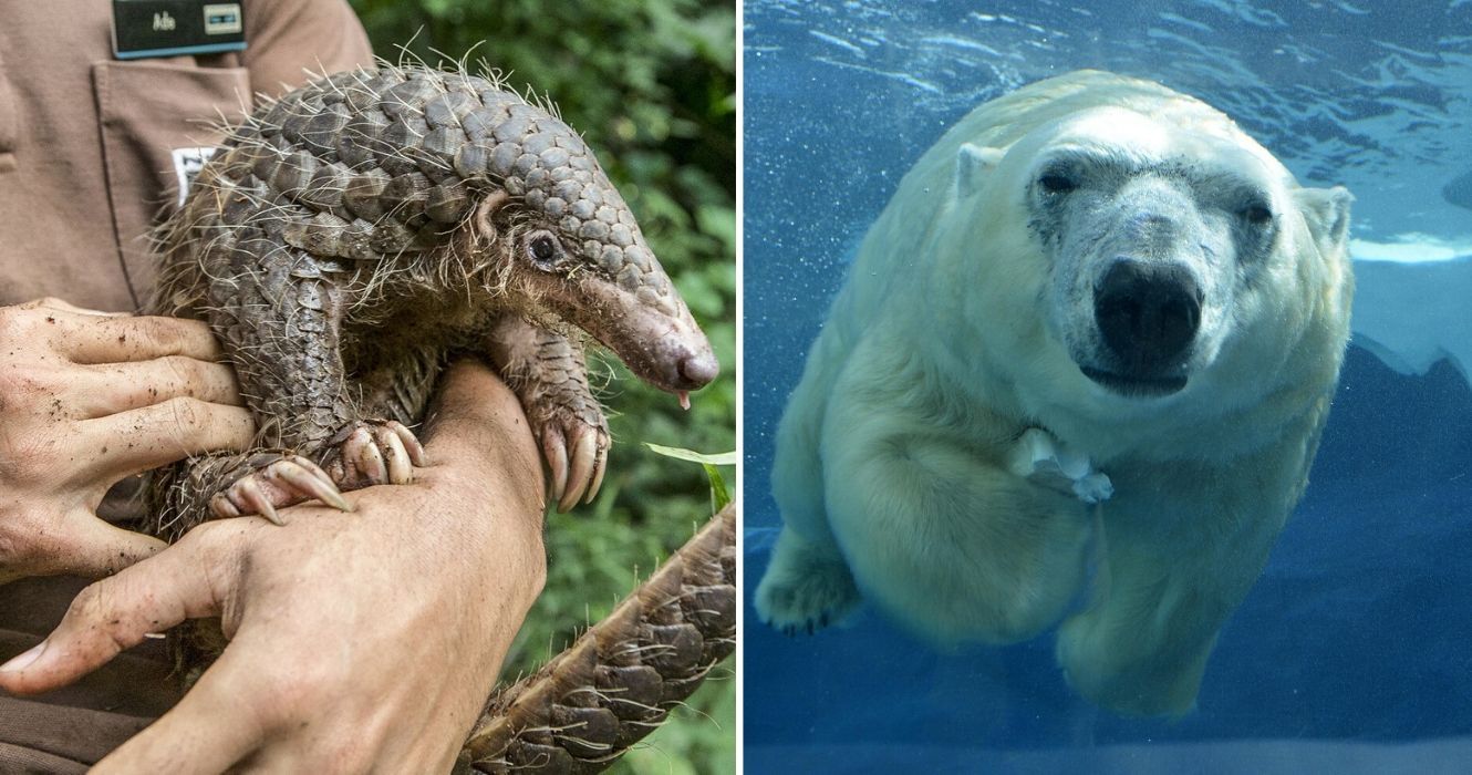 um resgate de pangolim tem um lar no zoológico, o zoológico de lincoln acolhe um urso polar