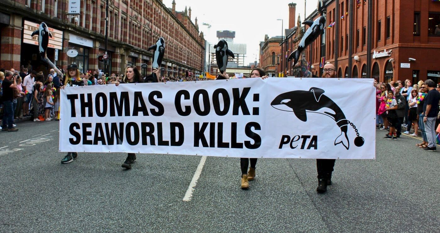 Thomas Cook desiste do SeaWorld por alegações de abuso de orcas 2 1672584417 516 Thomas Cook desiste do SeaWorld por alegacoes de abuso de
