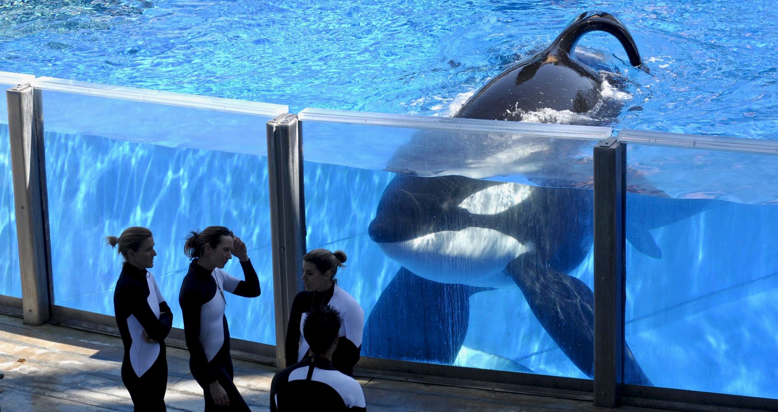 Thomas Cook desiste do SeaWorld por alegações de abuso de orcas 3 1672584418 82 Thomas Cook desiste do SeaWorld por alegacoes de abuso de