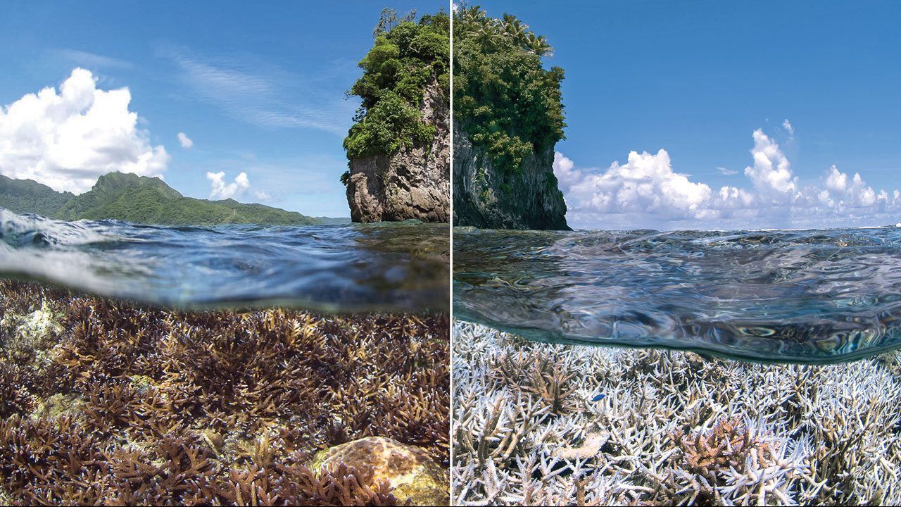 Austrália: Metade da Grande Barreira de Coral morreu em um ano 3 1672649456 73 Australia Metade da Grande Barreira de Coral morreu em um