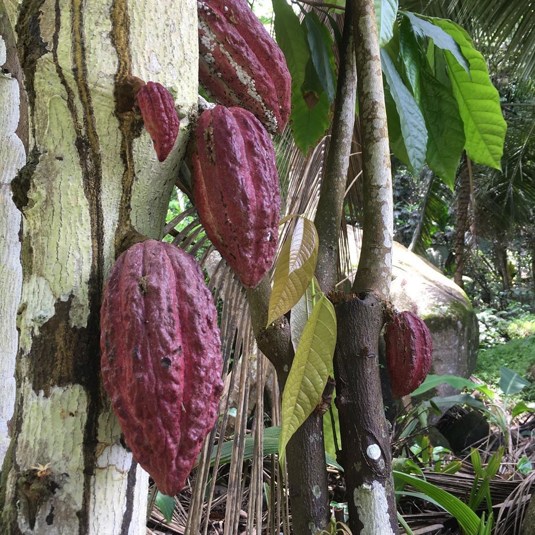 Como ter umas férias incríveis nas Seychelles, mesmo que você não seja uma pessoa de praia 2 Uma árvore em um jardim de especiarias