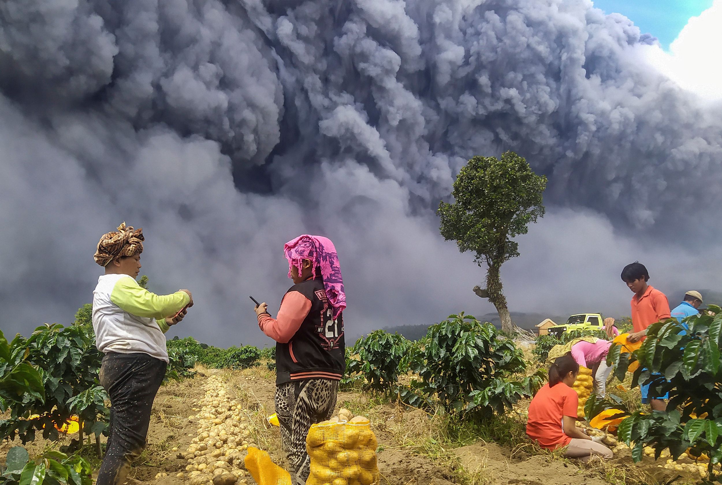 Moradores colhem suas batatas enquanto o Monte Sinabung vomita cinzas vulcânicas em Karo, província de Sumatra do Norte