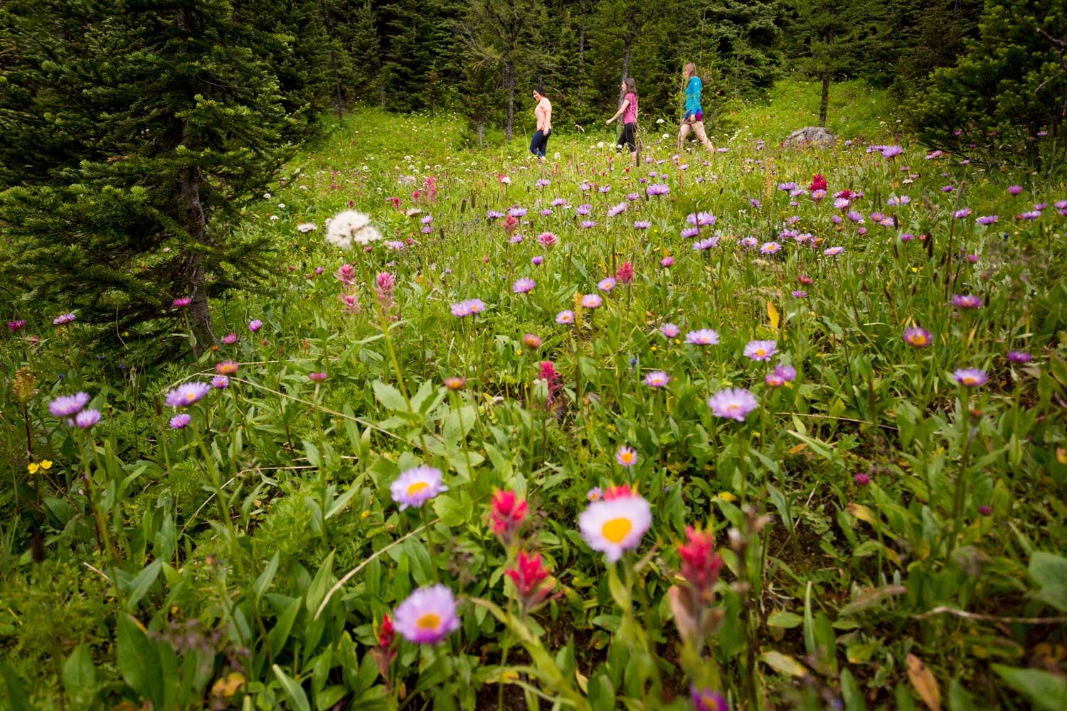 Este é o tempo que você precisa para caminhar pelas trilhas mais fáceis do Parque Nacional de Banff 3 prados ensolarados em banff