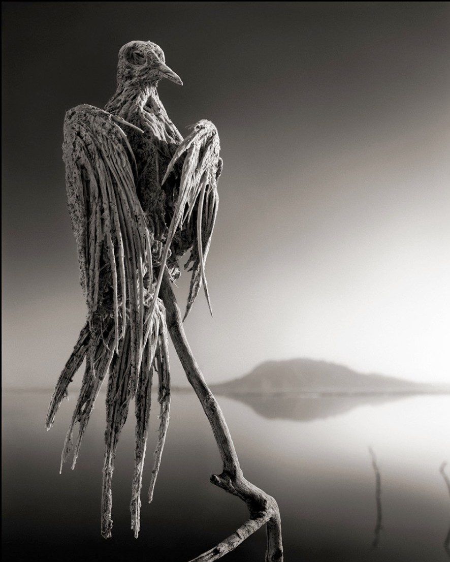 Riscos ambientais: destinos mais perigosos em 2020 3 um animal calcificado no lago natron