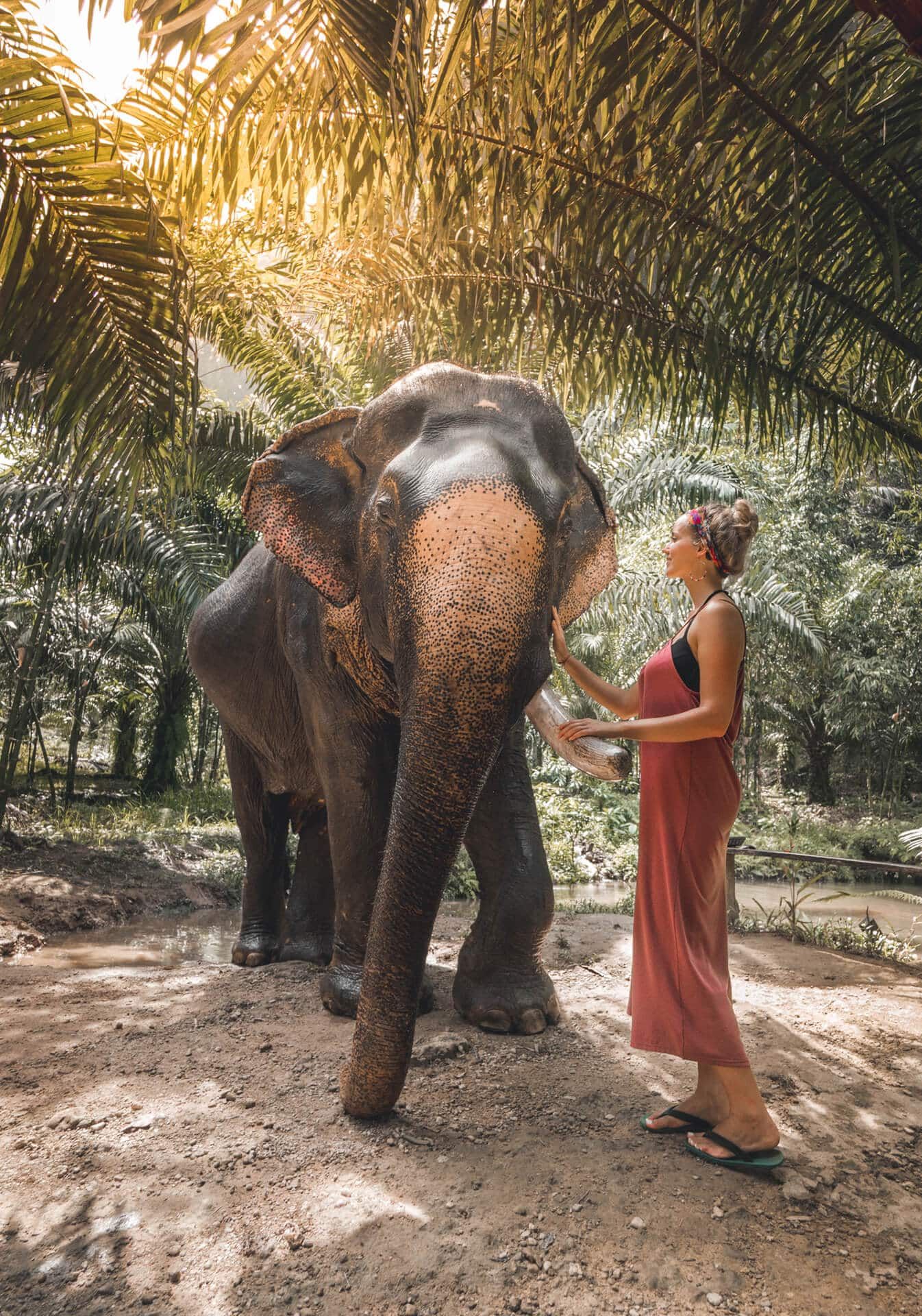 uma mulher acaricia um elefante no parque nacional khao sok