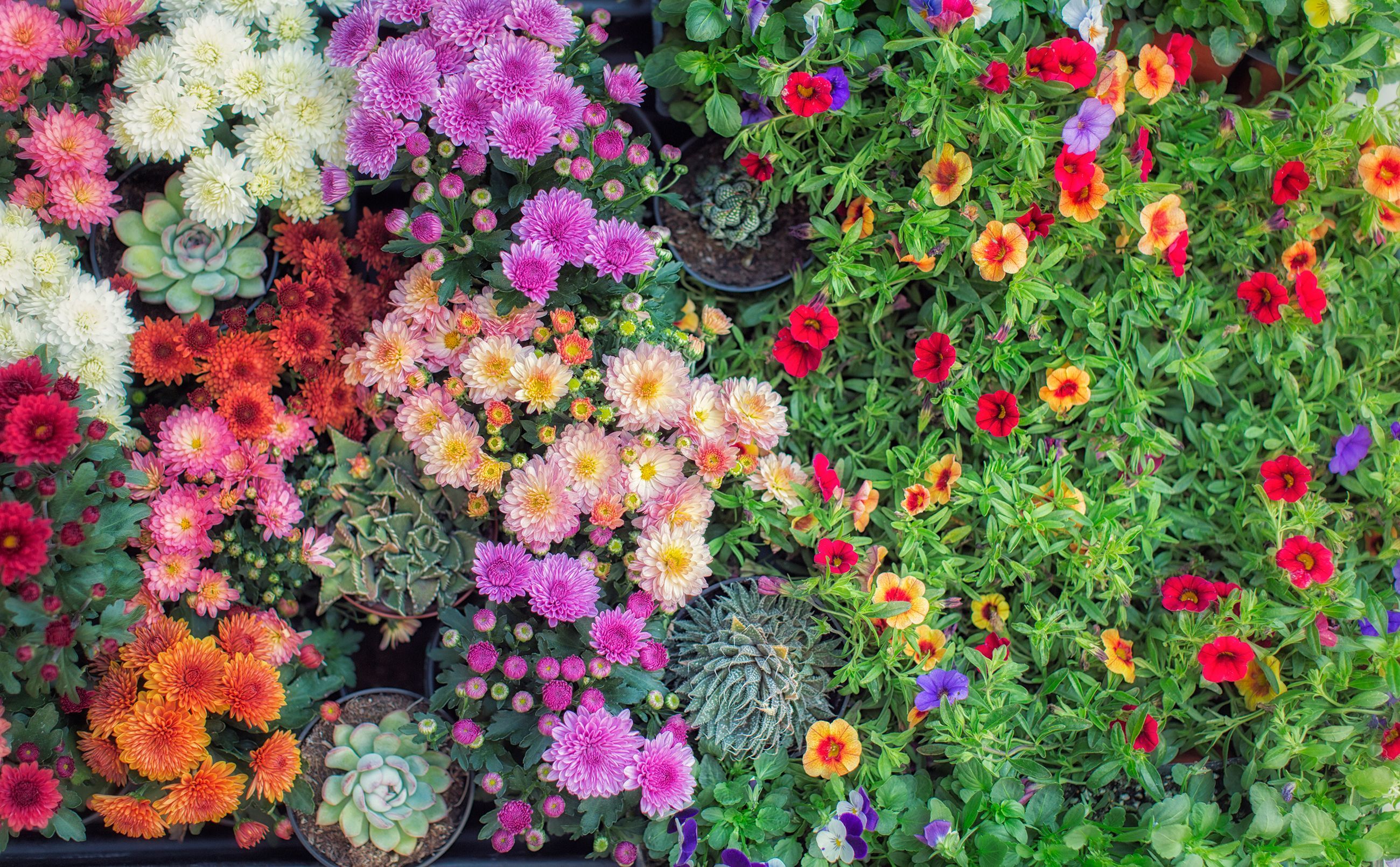 Existência de jardins de outono: aqui está o que plantar, dependendo da sua localização nos EUA 3 flores coloridas de outono