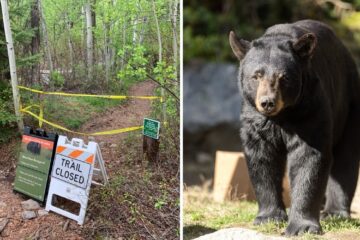a hiking trail closed to bear activity, a black bear on a trail