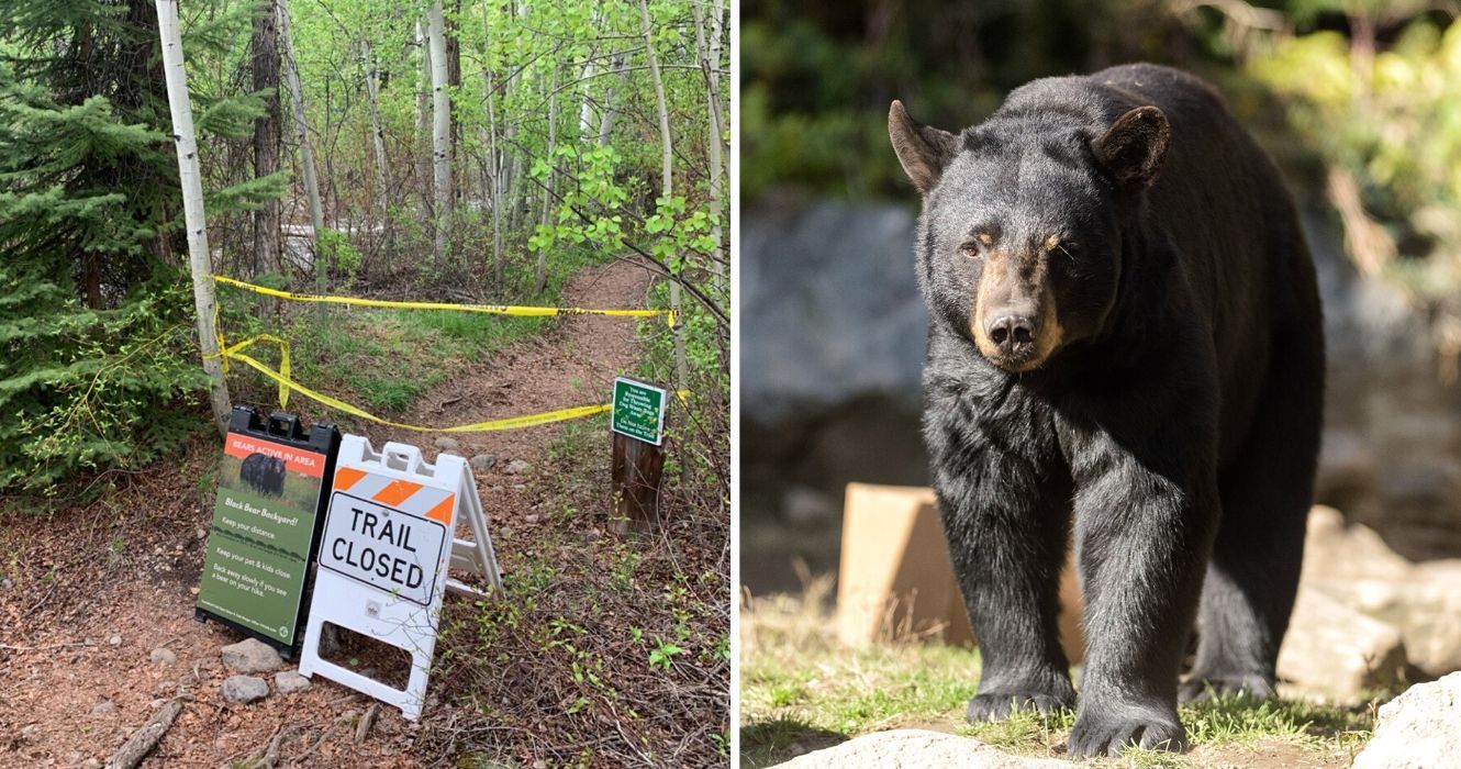 A atividade do urso está aumentando, e é isso que os campistas deveriam estar fazendo 1 uma trilha de caminhada fechada para atividade de urso, um urso preto em uma trilha