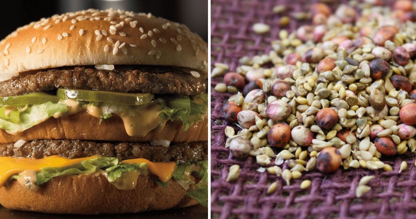 Acredite ou não, esses alimentos durariam 2.000 anos ou mais 1 um big mac duplo, um monte de sementes misturadas