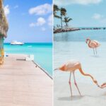 beach bar n the ocean in Aruba/ girl kneeling in sand, feeding a flamingo