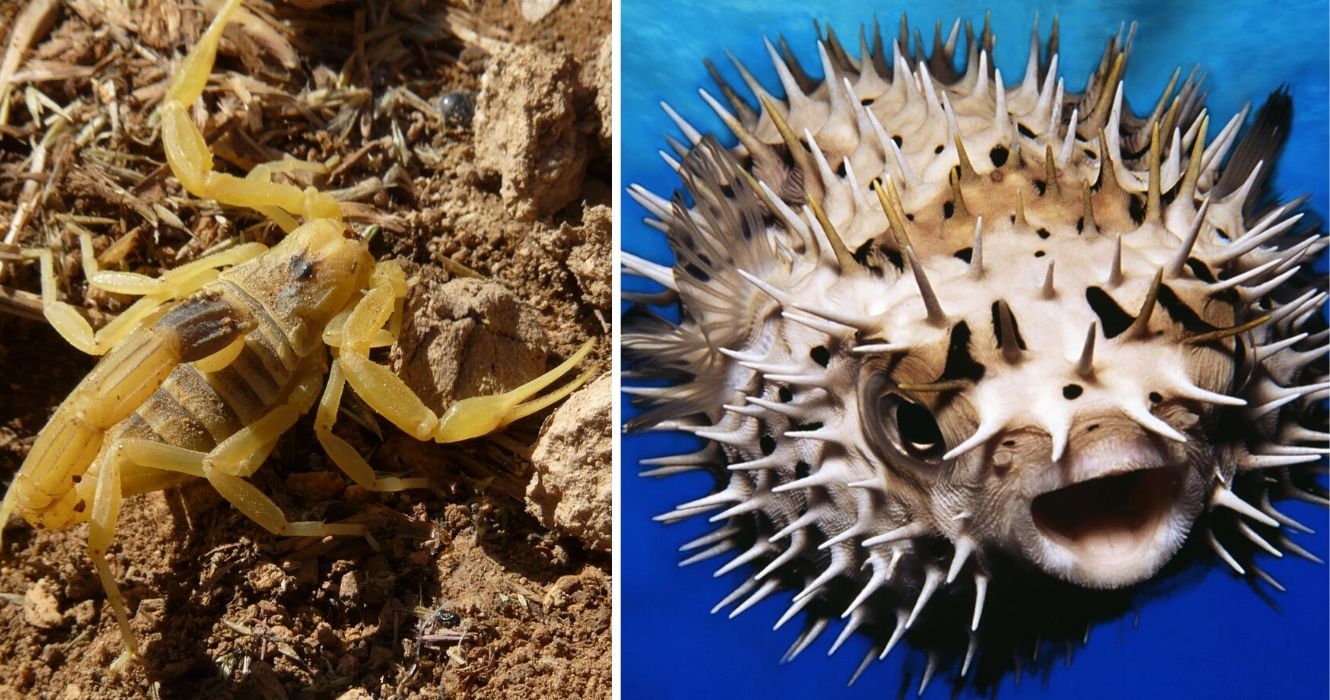 As criaturas mais venenosas do mundo e onde encontrá-las 1 o escorpião mortal, o baiacu venenoso
