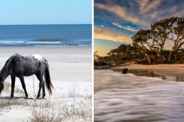 wild horse on cumberland island, sunrise at jekyll island