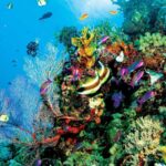 Austrália: Metade da Grande Barreira de Coral morreu em um ano
