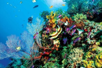 Austrália: Metade da Grande Barreira de Coral morreu em um ano