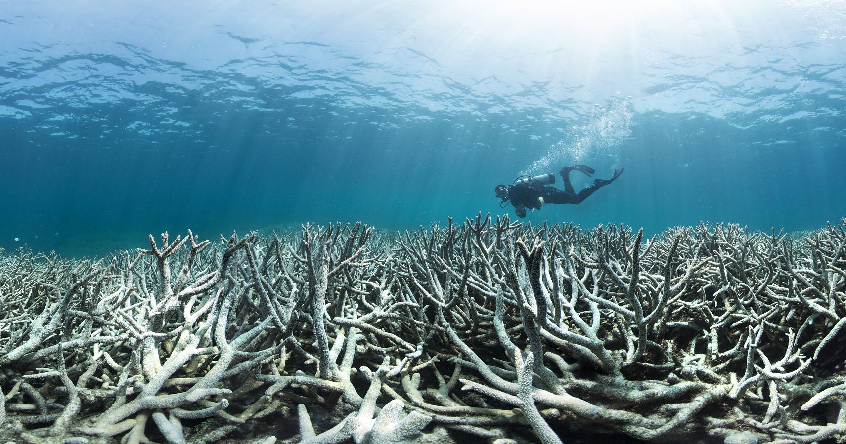 Australia Metade da Grande Barreira de Coral morreu em um