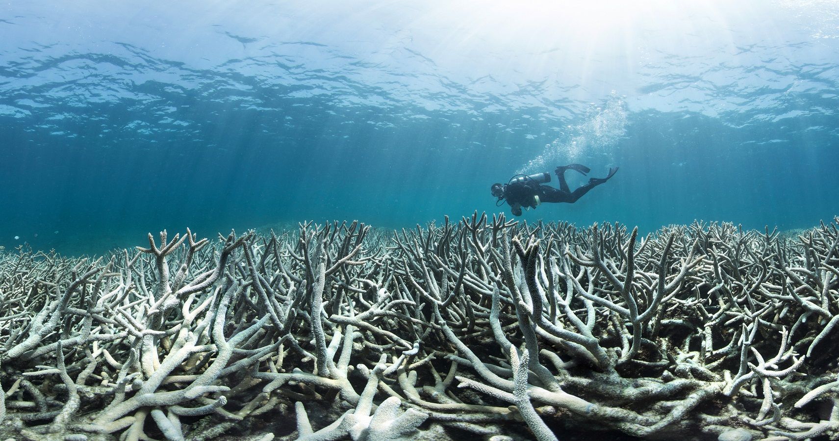 Austrália: Metade da Grande Barreira de Coral morreu em um ano 2 Australia Metade da Grande Barreira de Coral morreu em um