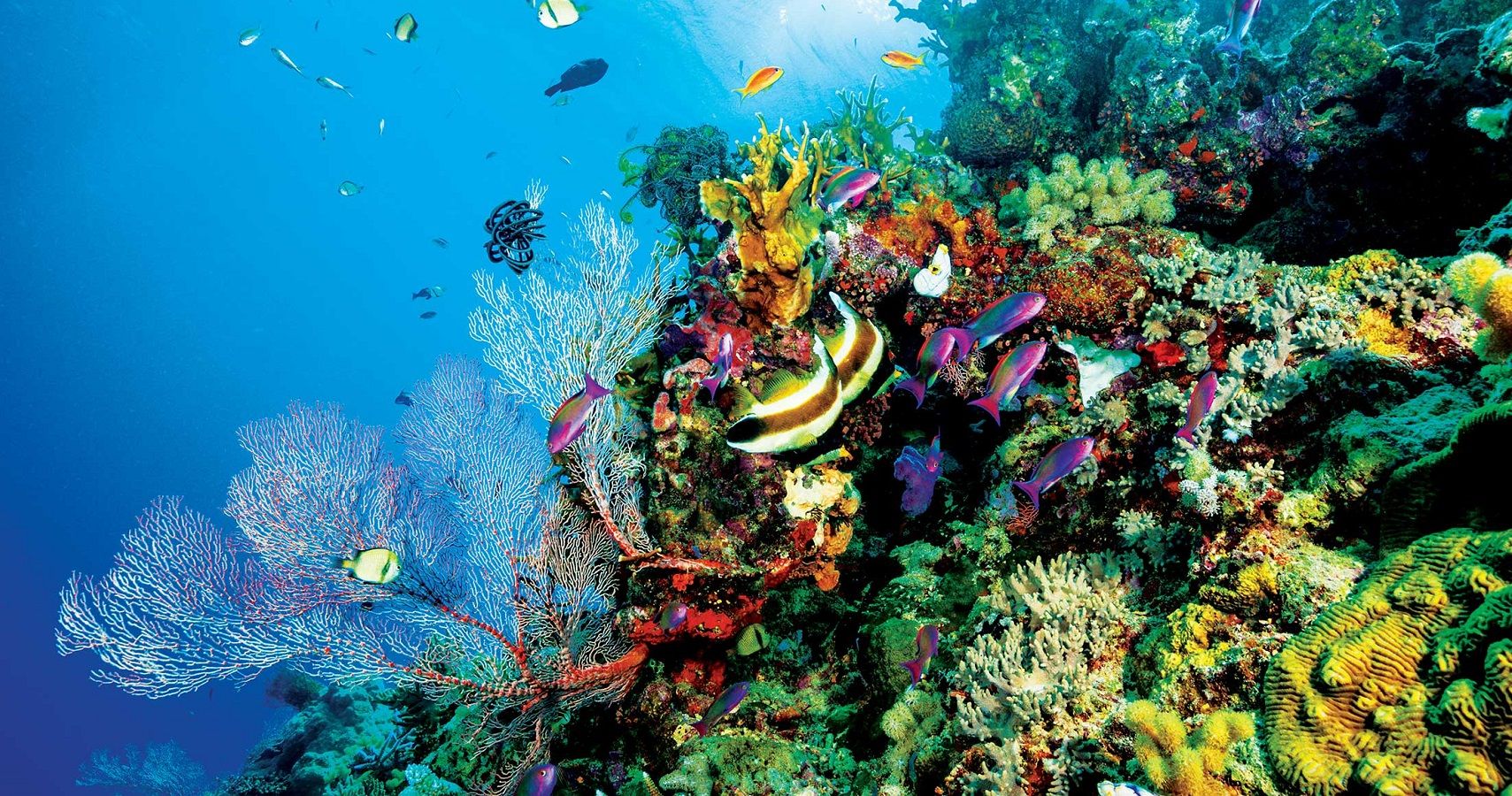 Austrália: Metade da Grande Barreira de Coral morreu em um ano 1 Australia Metade da Grande Barreira de Coral morreu em um