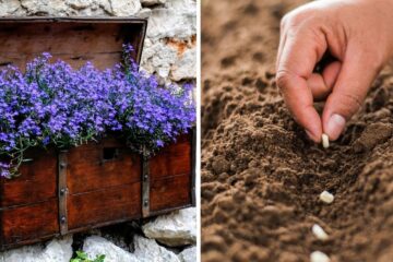 Boas notícias (de jardinagem): essas plantas podem ser semeadas já em março