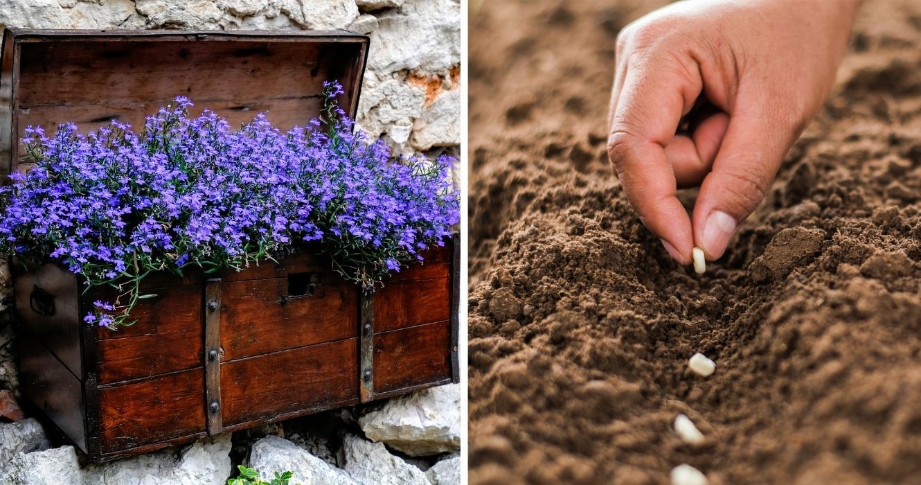 Boas notícias (de jardinagem): essas plantas podem ser semeadas já em março 1 Boas noticias de jardinagem essas plantas podem ser semeadas ja