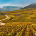 a vineyard in the french alps